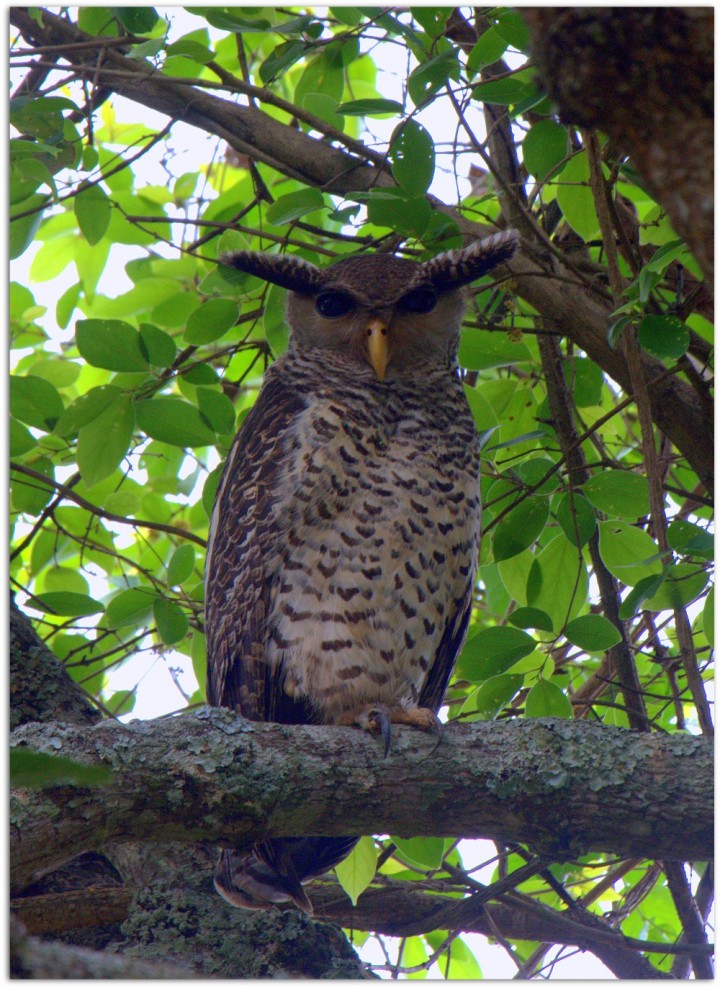 Spot-bellied_Eagle-Owl_by_N.A._Nazeer